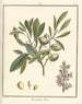 Traité des arbres fruitiers Pl03 - Henri-Louis Duhamel du Monceau — widok dzieła