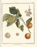 Traité des arbres fruitiers Pl07 - Henri-Louis Duhamel du Monceau — widok dzieła
