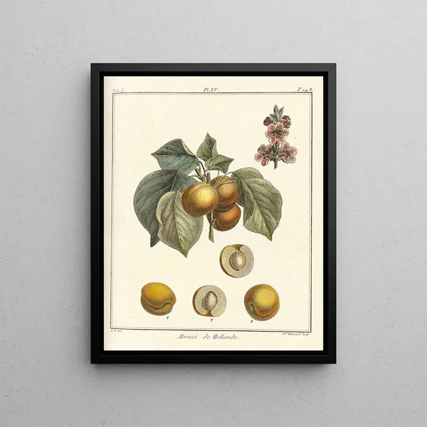 HenriLouis Duhamel du Monceau - Trait des arbres fruitiers Pl08.webp
