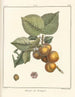 Traité des arbres fruitiers Pl09 - Henri-Louis Duhamel du Monceau — widok dzieła