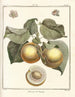 Traité des arbres fruitiers Pl10 - Henri-Louis Duhamel du Monceau — widok dzieła