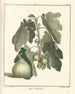 Traité des arbres fruitiers Pl29 - Henri-Louis Duhamel du Monceau — widok dzieła