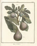 Traité des arbres fruitiers Pl30 - Henri-Louis Duhamel du Monceau — widok dzieła