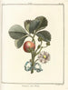 Traité des arbres fruitiers Pl33 - Henri-Louis Duhamel du Monceau — widok dzieła