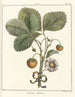 Traité des arbres fruitiers Pl36 - Henri-Louis Duhamel du Monceau — widok dzieła
