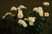 Martwa natura z białymi różami - Henri Fantin-Latour — widok dzieła