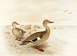 Henrik Gronvold - Madagascan Teal.webp