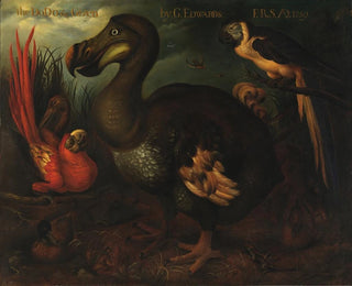 Le Dodo et Given - Henrik Grönvold — widok dzieła