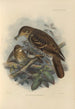 Geocichla Nilgiriensis - Henry Seebohm — widok dzieła