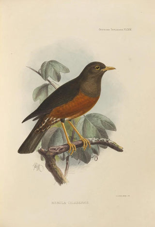 Henry Seebohm - Merula Celebensis.webp