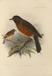 Merula Chrysolaus - Henry Seebohm — widok dzieła