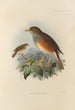 Merula Erythropleura - Henry Seebohm — widok dzieła