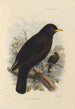 Merula Mandarina - Henry Seebohm — widok dzieła