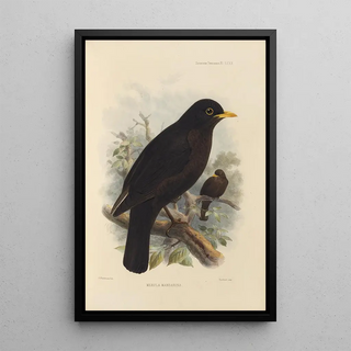 Henry Seebohm - Merula Mandarina.webp