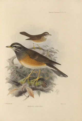 Henry Seebohm - Merula Obscura.webp