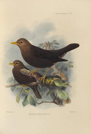Henry Seebohm - Merula Poliocephala.webp
