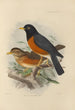 Merula Protomomelaena - Henry Seebohm — widok dzieła