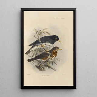 Henry Seebohm - Merula Reevei.webp