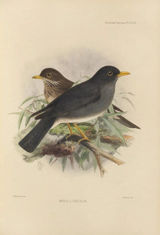 Henry Seebohm - Merula Unicolor.webp