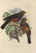 Merula Whiteheadi - Henry Seebohm — widok dzieła