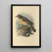 Turdus Confinis - Henry Seebohm — oprawiony obraz na ścianie