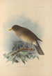 Turdus Cryptopyrrhus - Henry Seebohm — widok dzieła