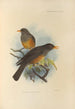 Turdus Elgonensis - Henry Seebohm — widok dzieła