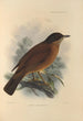 Turdus Falklandicus - Henry Seebohm — widok dzieła