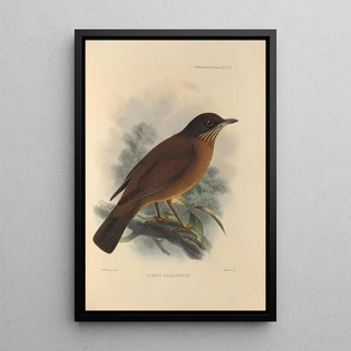 Henry Seebohm - Turdus Falklandicus.webp