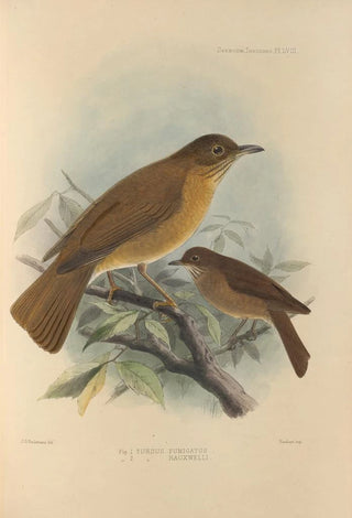 Henry Seebohm - Turdus Fumigatus Turdus Hauxwelli.webp
