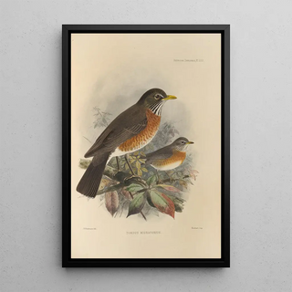 Henry Seebohm - Turdus Migratorius.webp