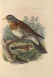 Turdus Pilaris - Henry Seebohm — widok dzieła