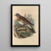 Turdus Pilaris - Henry Seebohm — oprawiony obraz na ścianie