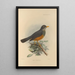 Turdus Tephronotus - Henry Seebohm — oprawiony obraz na ścianie