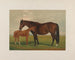 Nevada - Henry Stull — widok dzieła