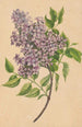 Gałązka bzu - Henryka Beyer — widok dzieła