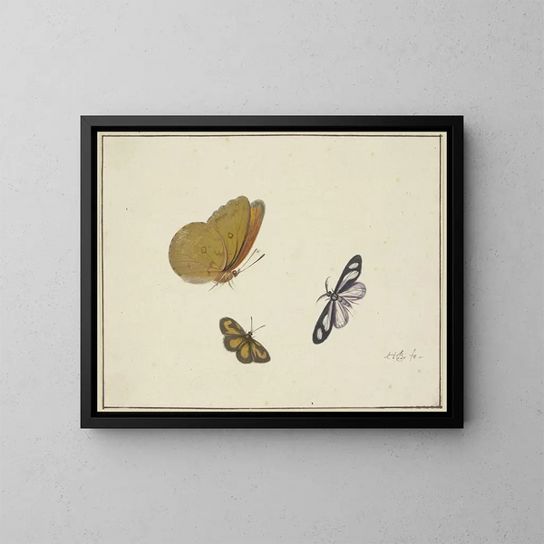 Żółty motyl, czarno-żółty motyl i czarno-biały motyl - Herman Henstenburgh — oprawiony obraz na ścianie