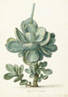 Rośliny sukulentowe Cotyledon orbiculata - Herman Saftleven — widok dzieła