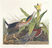 Zielony heron - John James Audubon — widok dzieła