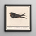 Hirondelle rustique, Hirundo rustica - Anselmus Botius de Boodt — oprawiony obraz na ścianie