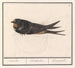 Hirondelle rustique, Hirundo rustica - Anselmus Botius de Boodt — widok dzieła
