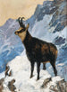 Chamois w wysokich górach - Hugo Engl — widok dzieła