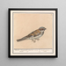 Huismus Passer domesticus - Anselmus Botius de Boodt — oprawiony obraz na ścianie