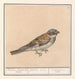 Huismus Passer domesticus - Anselmus Botius de Boodt — widok dzieła
