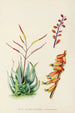 Aloe globuligemma - Illtyd Buller Pole-Evans — widok dzieła