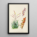 Aloe globuligemma - Illtyd Buller Pole-Evans — oprawiony obraz na ścianie