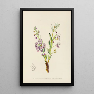 Illtyd Buller PoleEvans - Clerodendron Triphyllum.webp