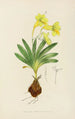 Freesia refracta - Illtyd Buller Pole-Evans — widok dzieła