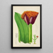 Haemanthus natalensis - Illtyd Buller Pole-Evans — oprawiony obraz na ścianie