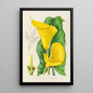 Illtyd Buller PoleEvans - Richardia Angustiloba.webp